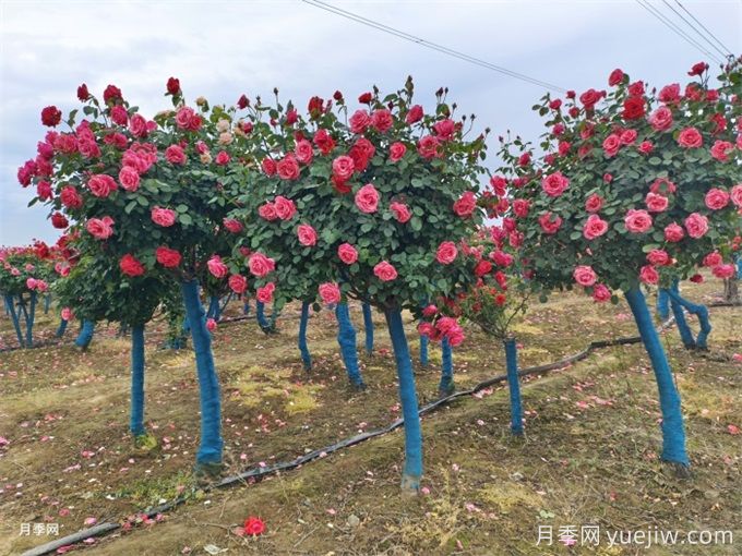 月季如何才能有更多分枝、开花更多？(图3)