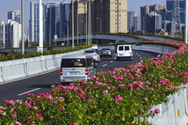 浙江宁波10月“一路生花”的高架月季又开了(图1)