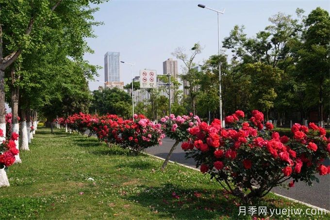 昆明市呈贡区2500余株树状月季齐绽放，街头处处是风景(图1)