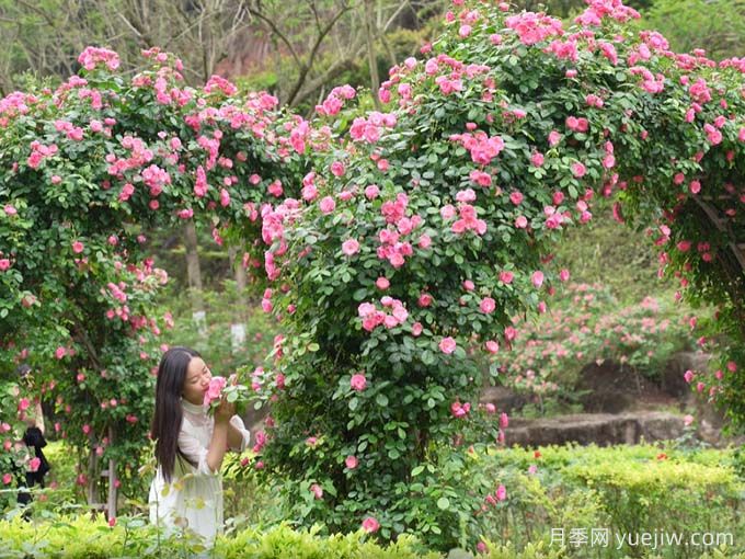 资阳字库山的月季花海盛宴，赶赴美丽(图3)