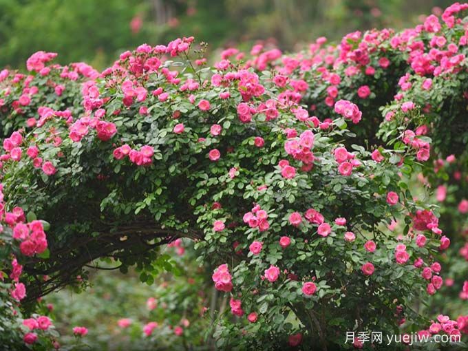 资阳月季应用和景观图集(图4)