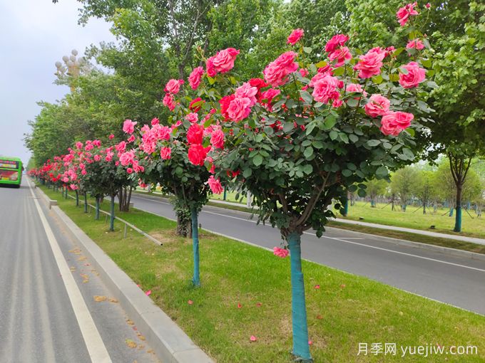 爱上一棵会开花的树：树状月季(图2)