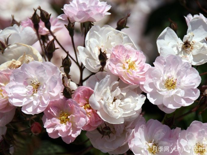 漂亮的花边月季/梅赫伦花边(图3)