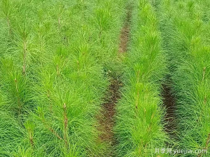 植物百科：湿地松(图1)