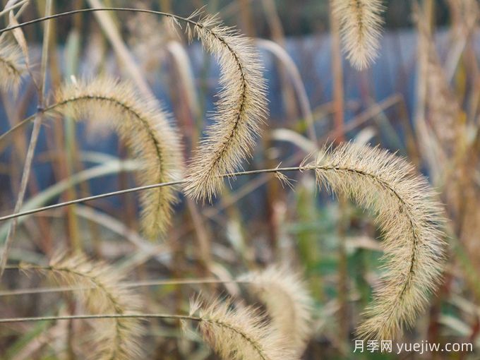 植物科普：狗尾巴草(图1)