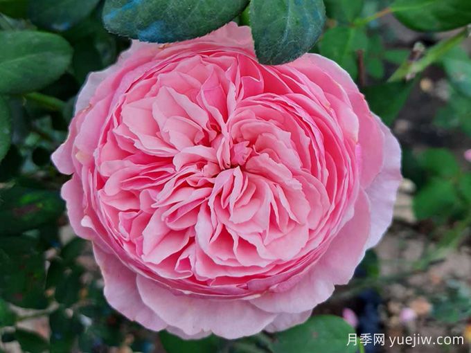 凯丽月季，耐热耐晒耐雨淋，花期长丰花勤花(图1)