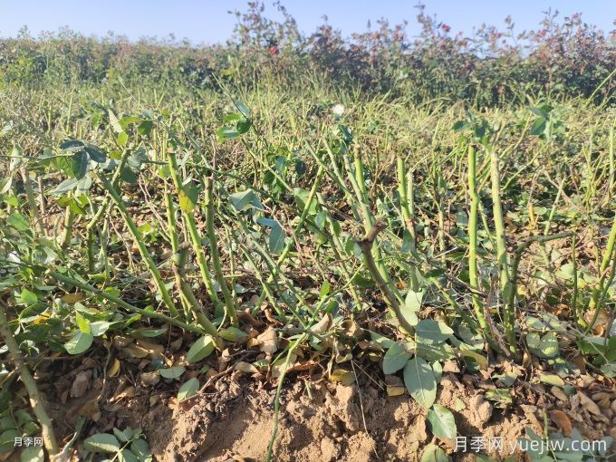 月季裸根苗种植时间？盆栽和地栽种植方法(图1)