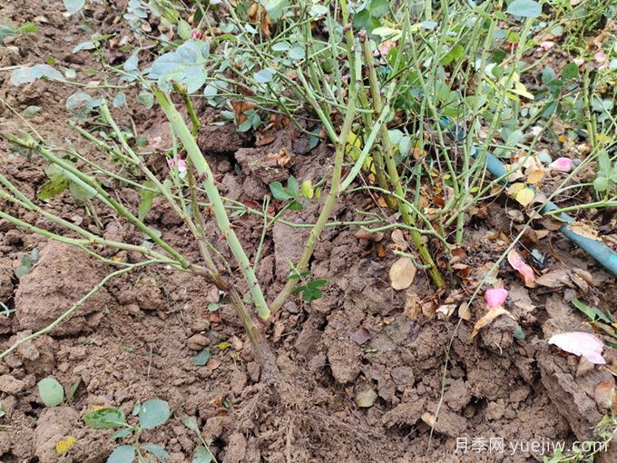 月季裸根苗种植时间？盆栽和地栽种植方法(图3)