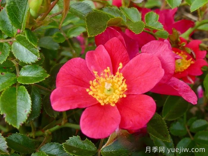 哈德福俊月季/赫特福德郡(图1)
