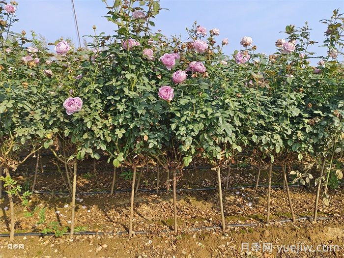 棒棒糖月季/小青杆月季(图4)