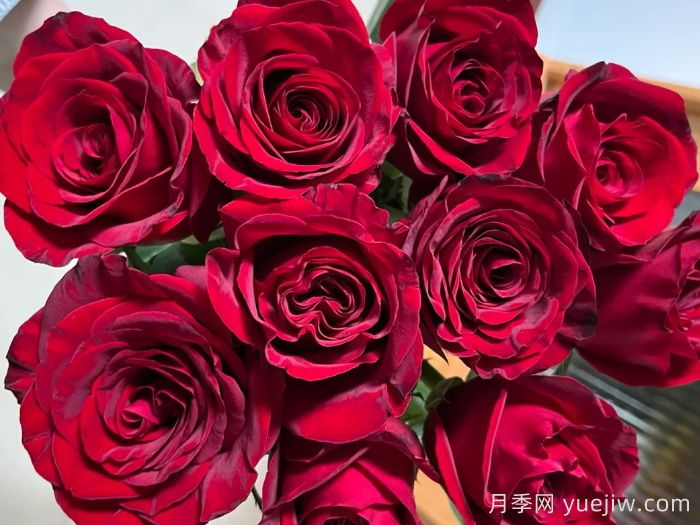 黑魔术月季(图4)
