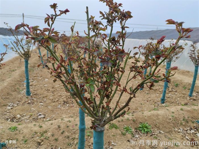 春天月季发芽期的管理办法，注意给肥和抹芽(图1)