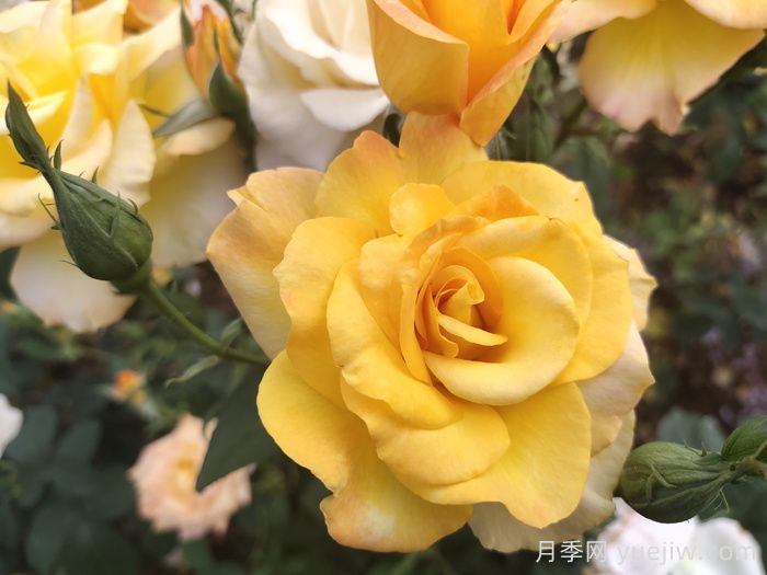 现代月季的分类及特点(图1)