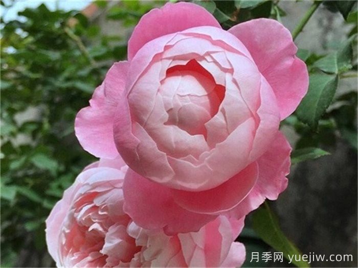 15个常见月季花特点知识分享(图3)