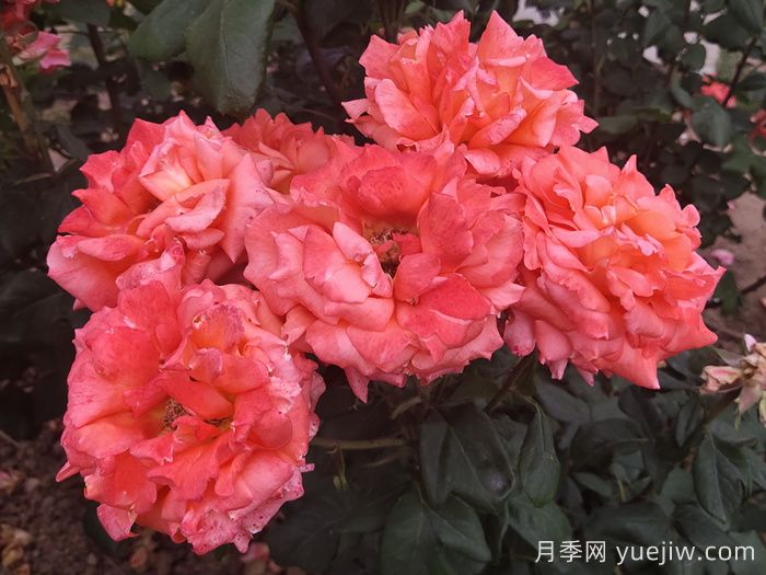 月季切花染色实用技术分享(图1)