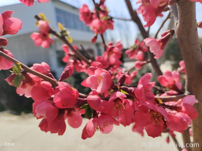 贴梗海棠(图1)