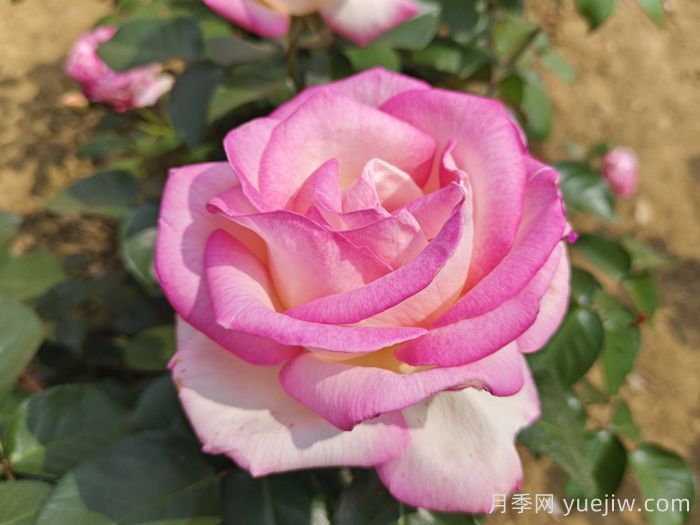 月季花的寓意和花语(图1)