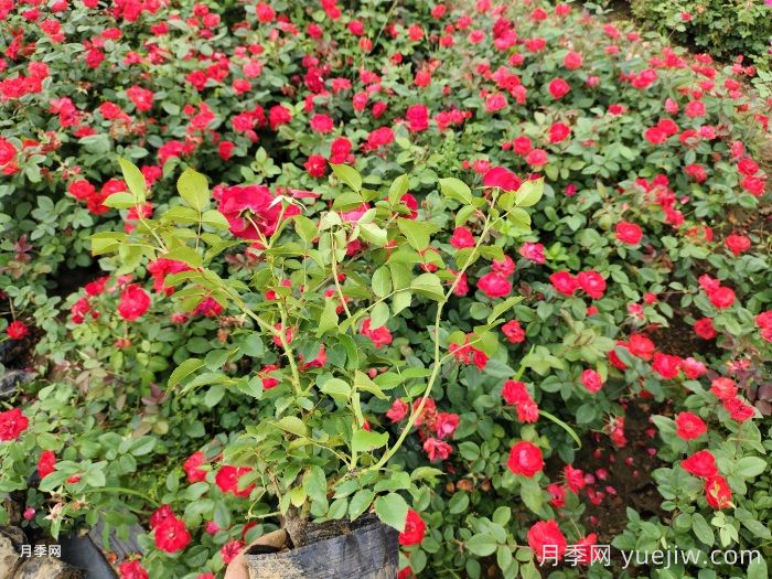 教你如何养好月季花？(图1)