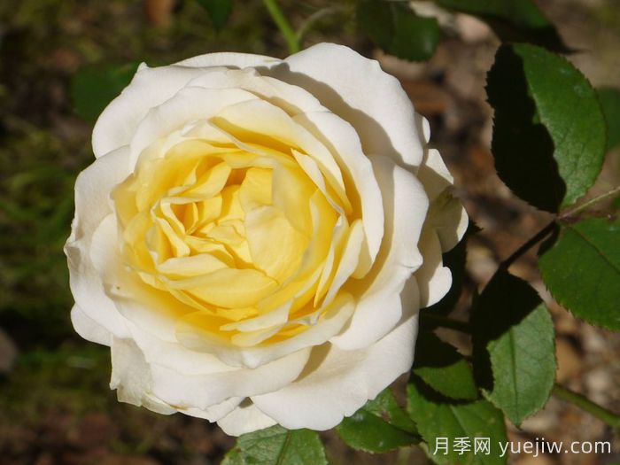 无限永远月季/英菲尼迪(图1)