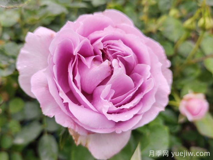 蓝色风暴月季/暗恋的心(图1)
