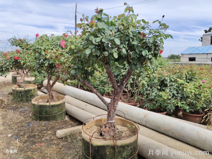 盆景树状月季的养护管理办法(图2)