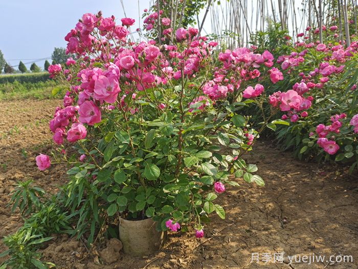 月季花多久浇一次水***合适？(图1)