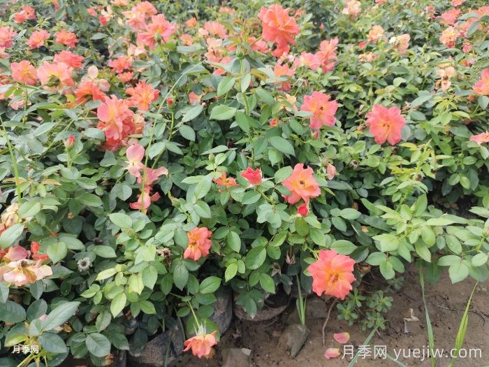 月季苗小不要紧，教你半年长成两加仑开爆花(图1)