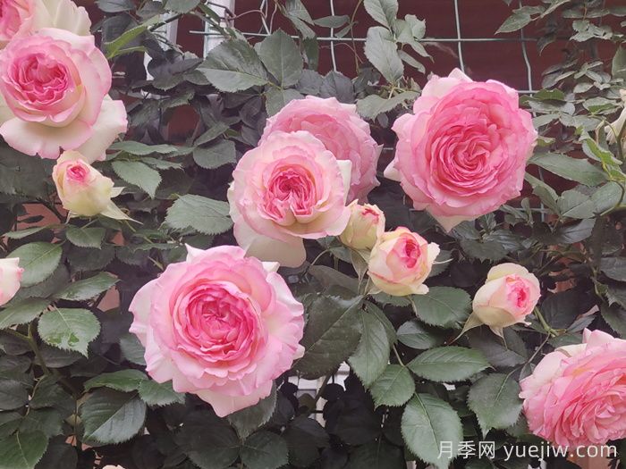 龙沙宝石，***受欢迎的粉色藤本月季，无法抗拒的魅力(图3)
