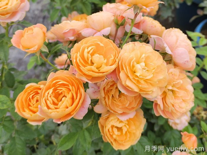 月季多久开一次花？推荐8个长期赏花的品种(图1)