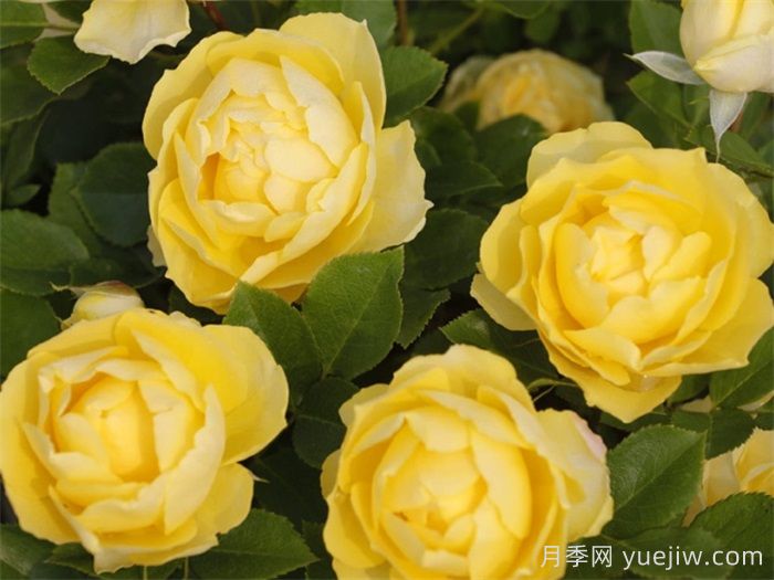 月季多久开一次花？推荐8个长期赏花的品种(图2)