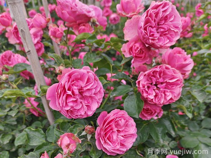 8种高颜值又好养的月季花，唯美惊艳(图1)