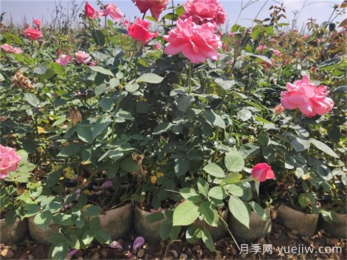 月季不开花的真相，很多人**步就错了(图3)