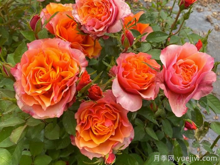 永远的艾帕索月季(图2)