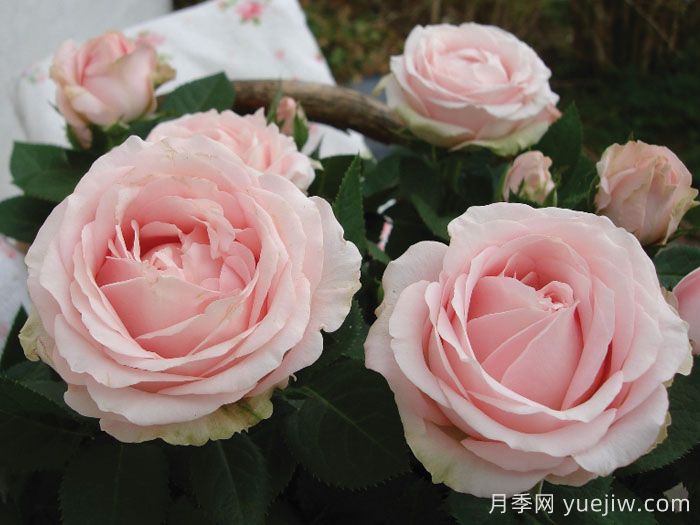 无限公主月季(图1)