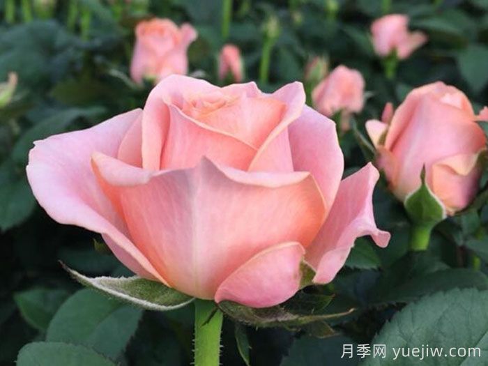 无限公主月季(图2)