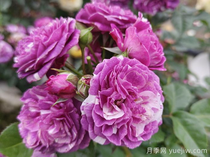 ***齐全的适合阳台养的月季品种系列(图4)