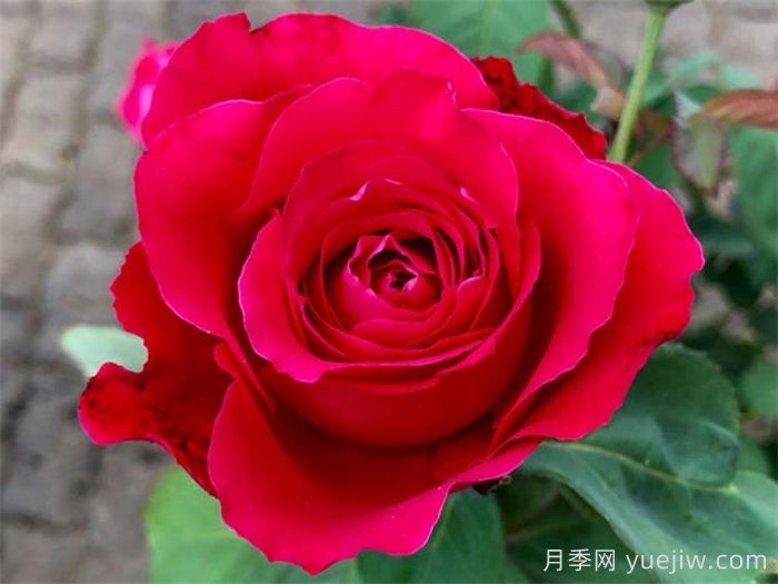 ***齐全的适合阳台养的月季品种系列(图6)