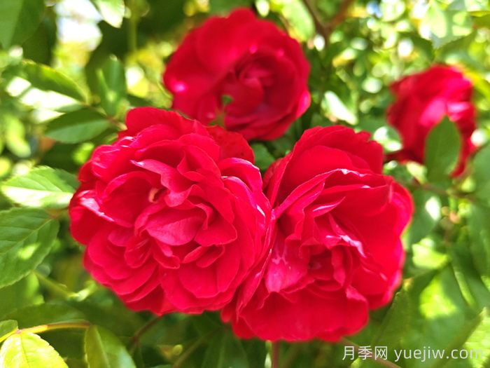 红木香月季和夏令营月季有什么区别？(图1)