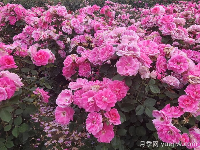 定州月季市花文化和景观图集(图1)