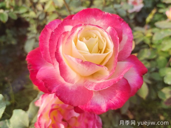 上海龙凤419推荐新手必入的9个大花月季(图1)