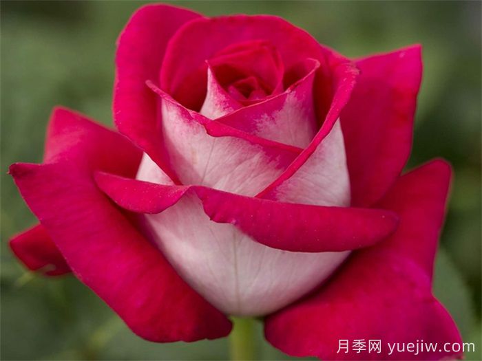 上海龙凤419推荐新手必入的9个大花月季(图6)