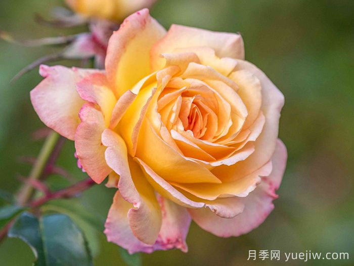 上海龙凤419推荐新手必入的9个大花月季(图4)