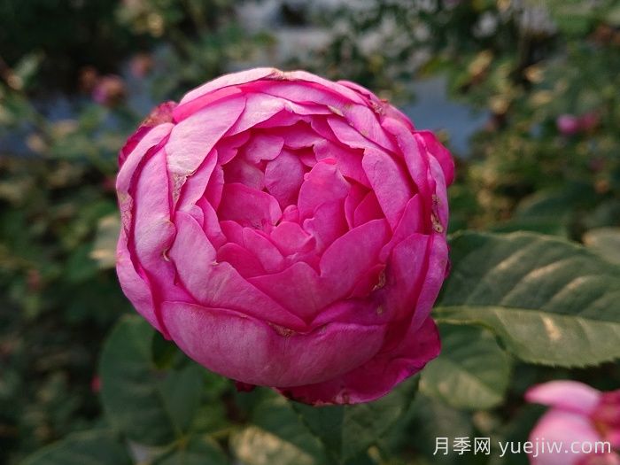 浮世月季(图2)
