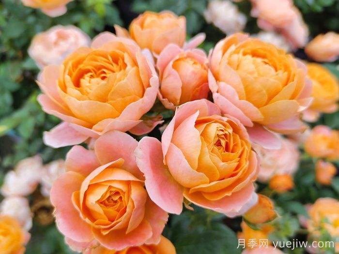 月季花开为何多姿多彩？科学分析(图2)