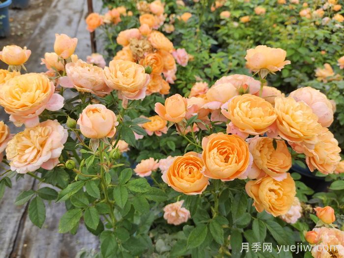 ***耐阴的月季花推荐(图4)