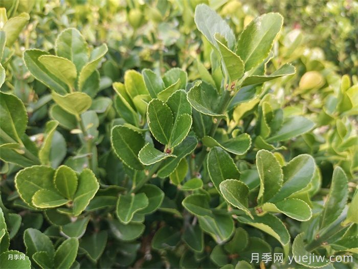 大叶黄杨和小叶黄杨有什么区别？(图1)
