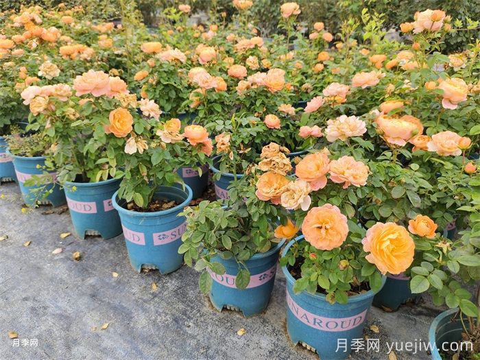 果汁阳台月季(图6)