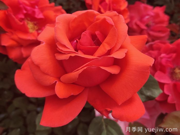 绯扇月季/菲扇/红扇(图2)