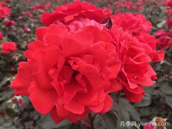 绯扇月季/菲扇/红扇(图3)