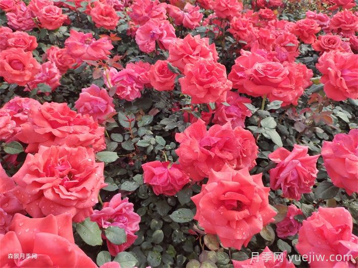 绯扇月季/菲扇/红扇(图4)